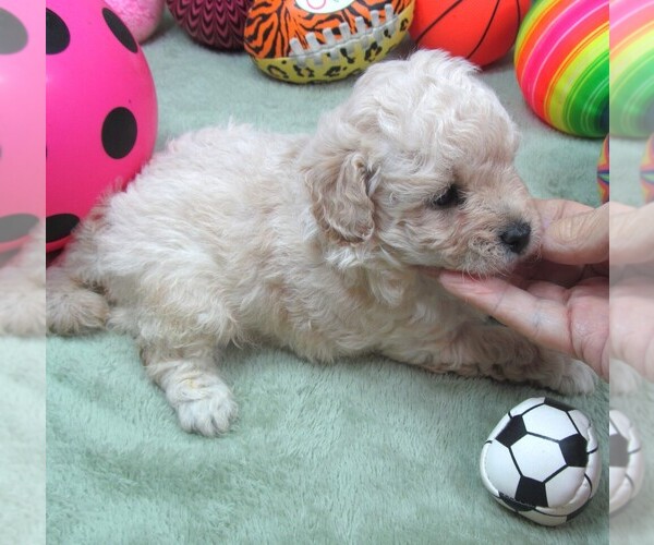 Medium Photo #5 Cavapoo Puppy For Sale in RATTAN, OK, USA