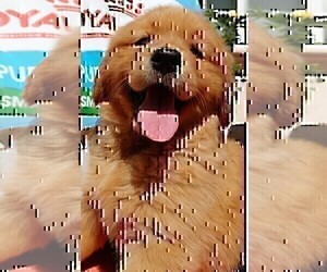 Golden Retriever Puppy for sale in SANTA ANA, CA, USA