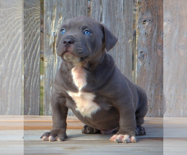 Medium Photo #7 American Bully Puppy For Sale in LOS ANGELES, CA, USA