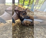 Small #7 Rat Terrier