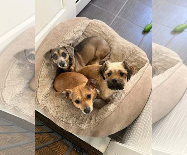 Medium Photo #10 Chiweenie Puppy For Sale in Oakhurst, NJ, USA