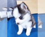 Small Photo #19 Pomsky Puppy For Sale in PUNTA GORDA, FL, USA