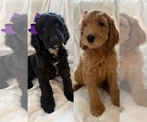 Goldendoodle Puppy for sale in CHICAGO, IL, USA