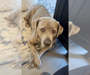 London - Female Mutt Dog for Adoption - Photo #4