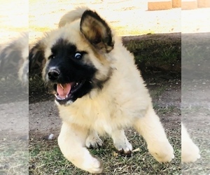 Medium Caucasian Shepherd Dog