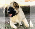 Small Photo #1 Caucasian Shepherd Dog Puppy For Sale in MESA, AZ, USA