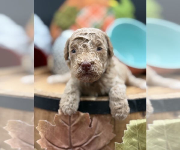 Medium Photo #3 Golden Cavadoodle Puppy For Sale in HAYDEN, AL, USA