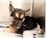 Small German Shepherd Dog Mix