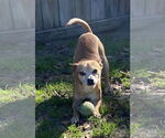 Small #10 Chihuahua