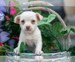 Small #4 Chihuahua