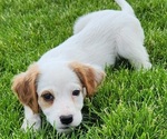 Puppy Ispin English Setter