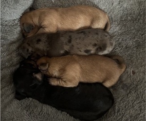 Dachshund Litter for sale in BENNETTSVILLE, SC, USA