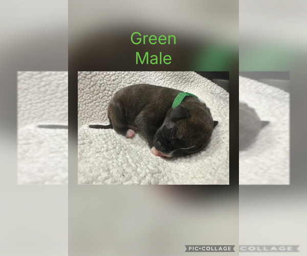 Medium Photo #2 Boxer Puppy For Sale in RALEIGH, NC, USA