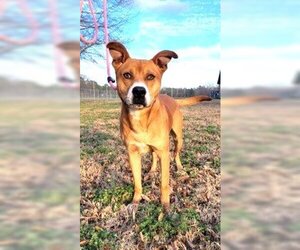 Carolina Dog-Unknown Mix Dogs for adoption in Rowayton, CT, USA