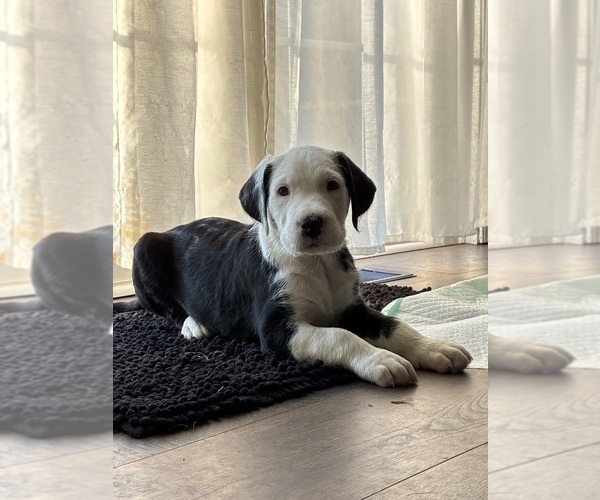 Medium Photo #5 Great Dane-Sheepadoodle Mix Puppy For Sale in EGG HARBOR CITY, NJ, USA
