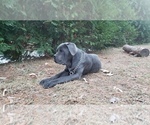 Small Photo #3 Cane Corso Puppy For Sale in MONTPELIER, VA, USA