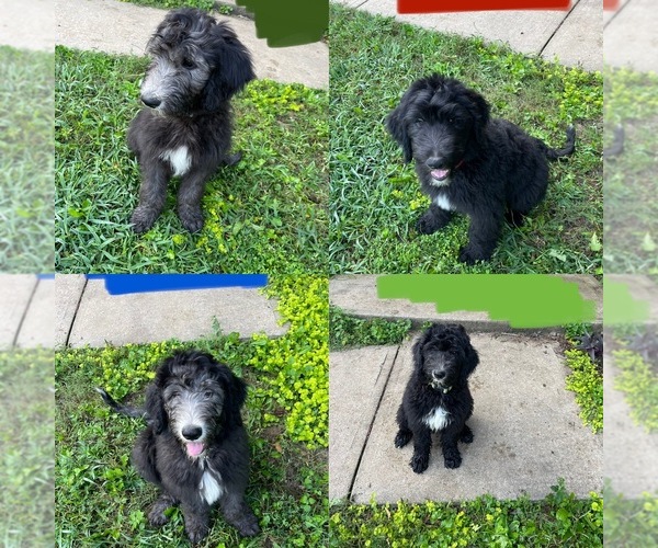 Medium Photo #1 Labradoodle-Sheepadoodle Mix Puppy For Sale in LAWRENCEVILLE, GA, USA