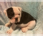 Small Photo #7 English Bulldog Puppy For Sale in HAMDEN, CT, USA