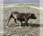 Small American Staffordshire Terrier Mix