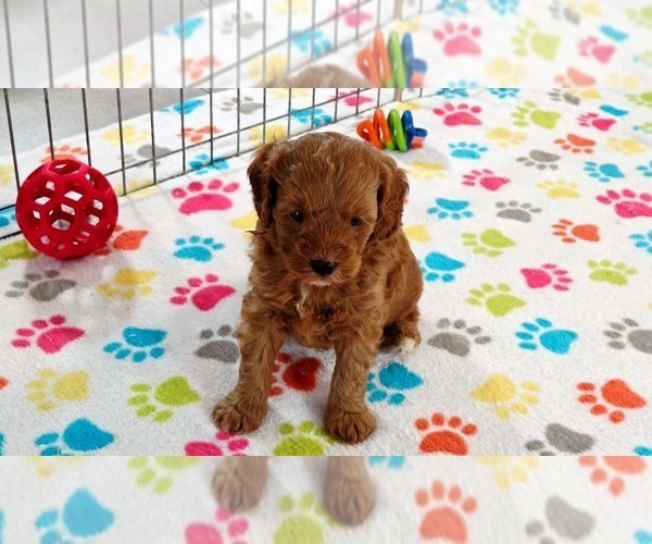 Medium Photo #9 Cavapoo mix (+ Poodle Miniature) Puppy For Sale in ORO VALLEY, AZ, USA