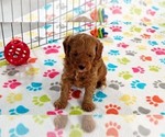 Small #8 Cavapoo mix (+ Poodle Miniature)