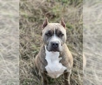Small Photo #1 American Bully Puppy For Sale in TACOMA, WA, USA