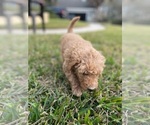 Small Photo #4 Labradoodle Puppy For Sale in JACKSONVILLE, FL, USA