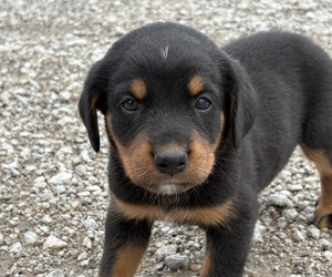 Bernese Mountain Dog-Rottweiler Mix Puppy for sale in SHEFFIELD, IL, USA