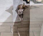 Small #8 Great Pyrenees-Plott Hound Mix