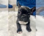 Small Photo #51 French Bulldog Puppy For Sale in LAS VEGAS, NV, USA