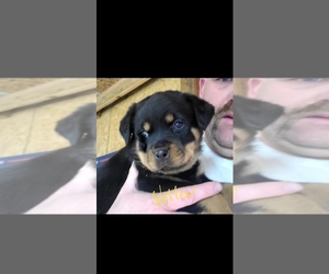Rottweiler Puppy for sale in FRITCH, TX, USA
