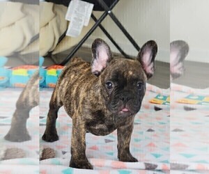 French Bulldog Puppy for sale in MARTINSVILLE, IN, USA