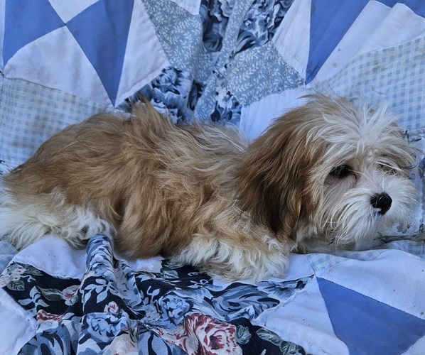 Medium Photo #2 Shorkie Tzu Puppy For Sale in WALSH, IL, USA