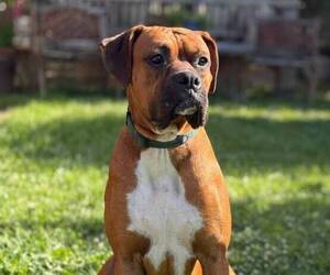 Father of the Boxer puppies born on 06/23/2025