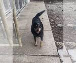 Small #1 Mutt