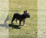 Small Photo #4 French Bulldog Puppy For Sale in DURANT, OK, USA