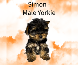 Yorkshire Terrier Puppy for sale in AZLE, TX, USA