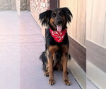 Small #18 German Shepherd Dog Mix
