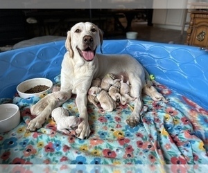 Mother of the Golden Labrador puppies born on 09/11/2022