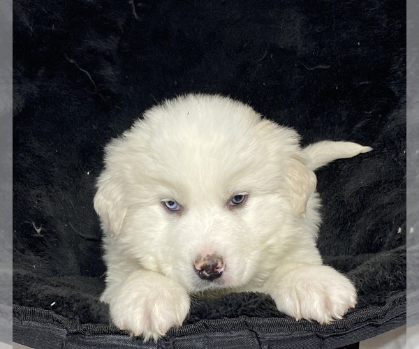 Medium Photo #4 Great Pyrenees Puppy For Sale in CANOGA, NY, USA