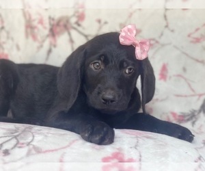 Golden Retriever-Goldendoodle Mix Puppy for sale in LAKELAND, FL, USA