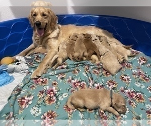 Mother of the Golden Retriever puppies born on 04/27/2021