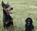 Small Photo #1 Doberman Pinscher-Goldendoodle Mix Puppy For Sale in WEATHERFORD, TX, USA