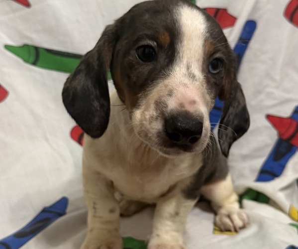 Medium Photo #4 Dachshund Puppy For Sale in LUMBERTON, NC, USA