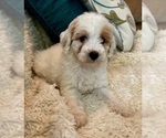 Small Photo #41 Goldendoodle (Miniature) Puppy For Sale in PENSACOLA, FL, USA