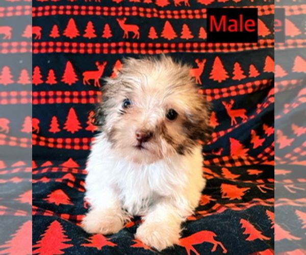 Medium Photo #3 Havanese Puppy For Sale in AMSTERDAM, MO, USA