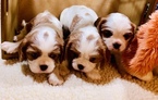 Small Photo #6 Cavalier King Charles Spaniel Puppy For Sale in LEICESTER, NC, USA