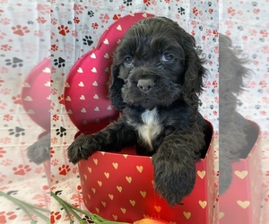 Cocker Spaniel Puppy for sale in PAUL, ID, USA