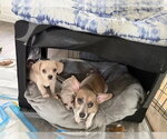 Small #19 Chiweenie