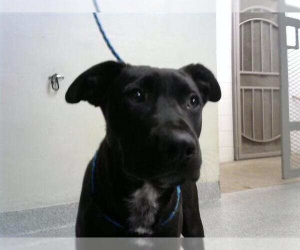 Medium Photo #1 American Pit Bull Terrier-German Shepherd Dog Mix Puppy For Sale in Pasadena, TX, USA